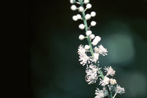 Lifestyle image of�Black Cohosh