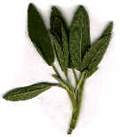 wpe3.jpg (3209 bytes)